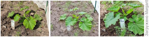 30 мая, 31 мая и 3 июня