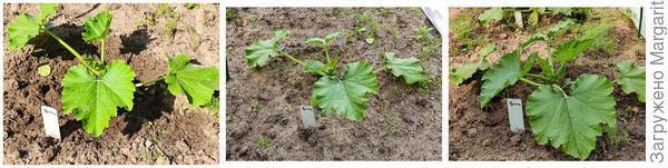 30 мая, 31 мая и 3 июня