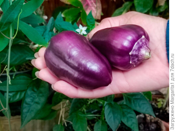 плодоношение