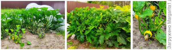 Три куста кабачка Солнечный мячик
