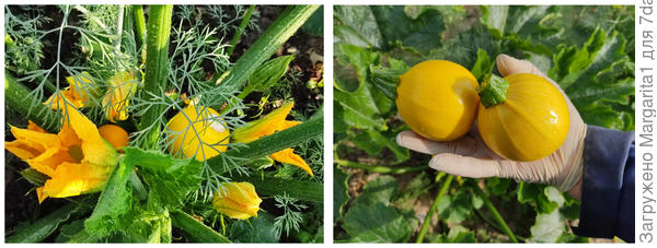 Фото плодоносящего растения и первых плодов