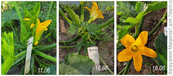 первые цветы