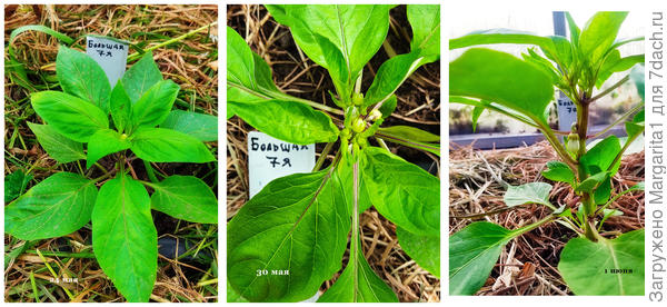 Бутонизация