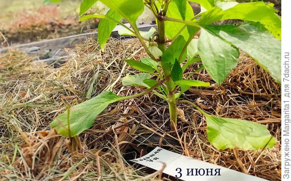 первый цветок