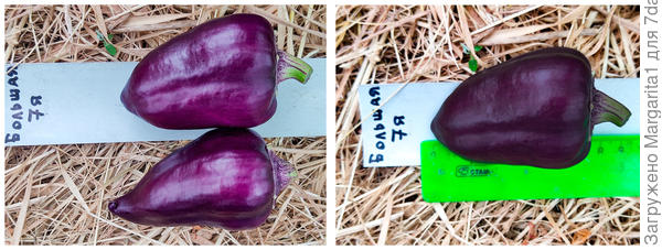 первые плоды