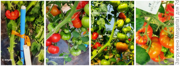 Супермарманде