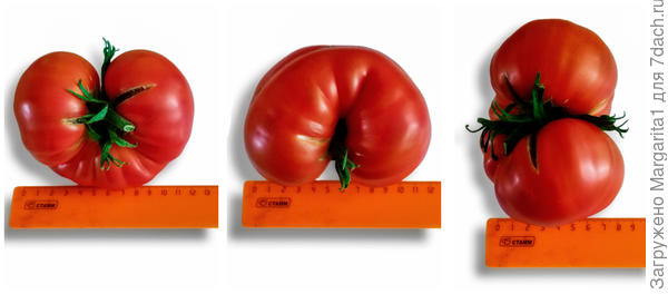 размеры и форма