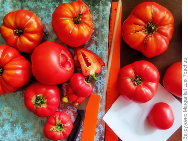 тестируемые томаты