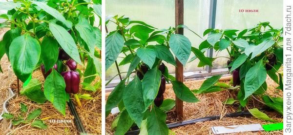 Перец Большая семья