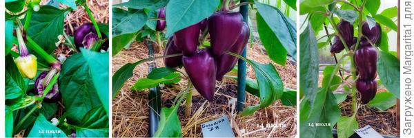 Перец Большая семья