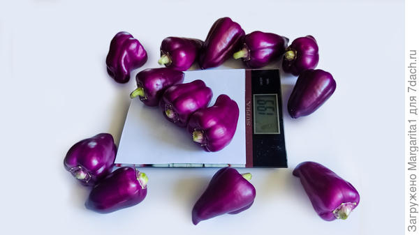 Перец Большая семья