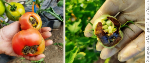 болезни томатов