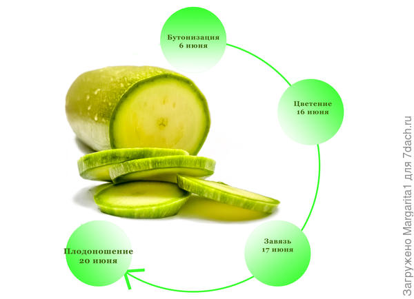 хронология