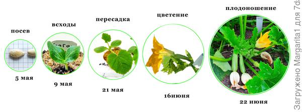 основные этапы  роста кабачка