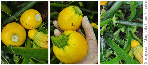 своевременная уборка плодов