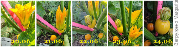 рост плодов