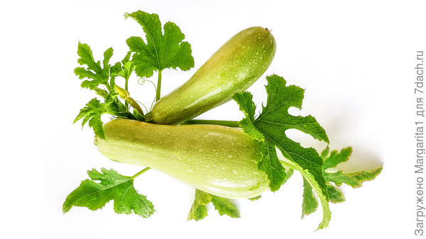 Кабачок Ураган F1