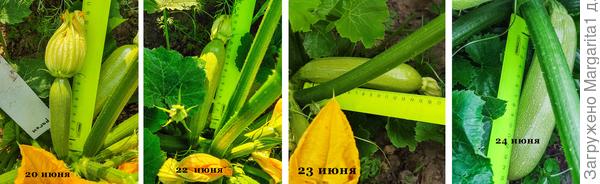 рост кабачка