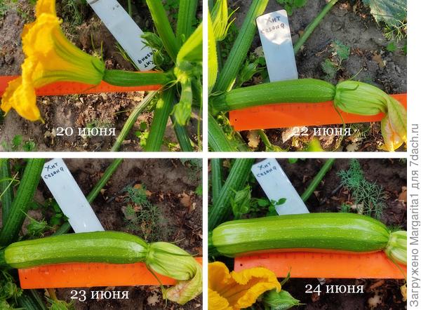 рост кабачка