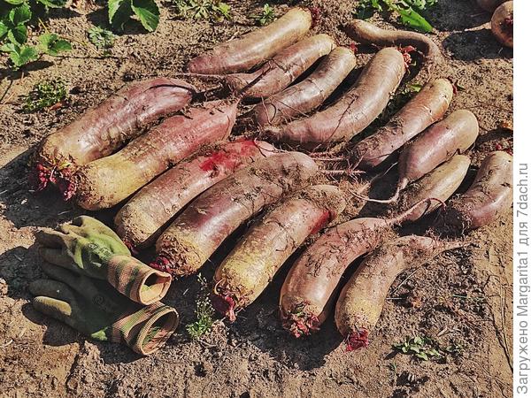 Это ещё не вся свёкла, только для фото