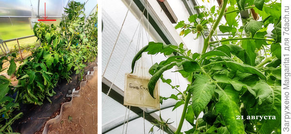 высота томата