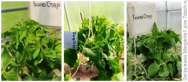 До подкормки золой и после