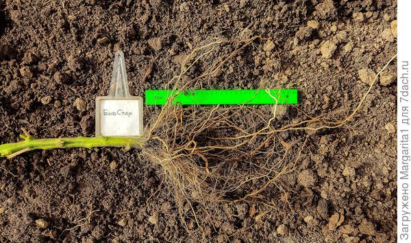 Корни развитые , более 30 см