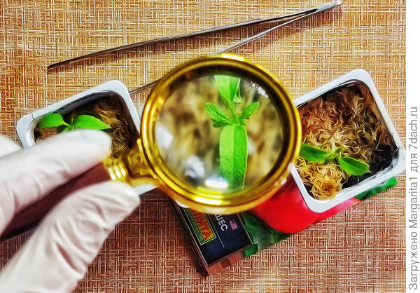 первый настоящий