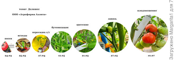 хронология