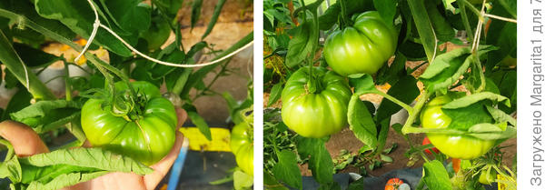 Дополнительная подвяка плодовых кистей