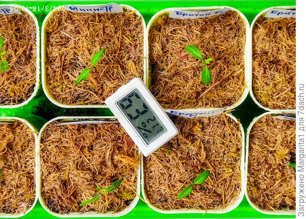 температура и влажность в момент пересадки