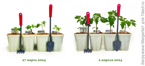 до и после подкормки