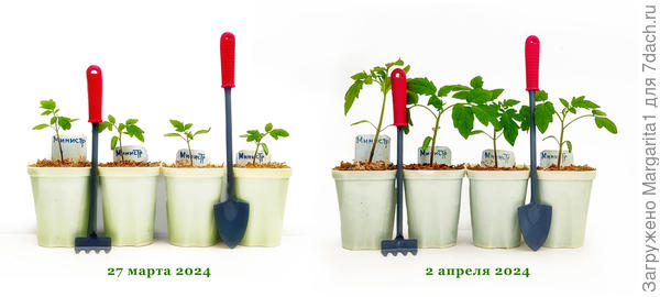 до и после подкормки