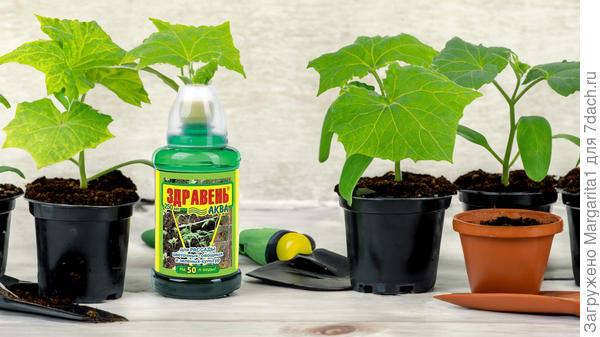 Здравень Аква для рассады