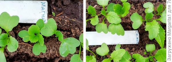 третий лист