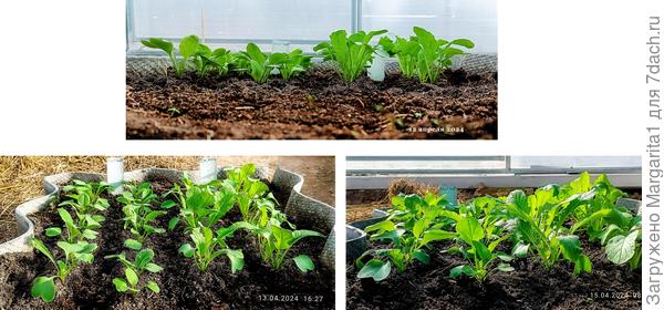 до и после подкормки