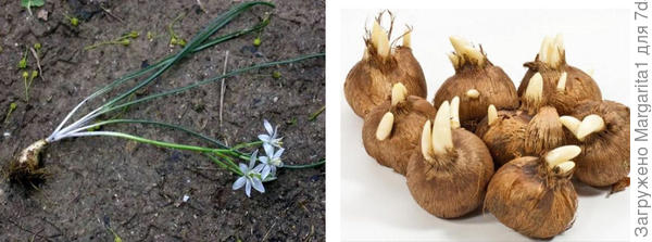 1- птицемлечник, 2- крокус. Фото из интернета