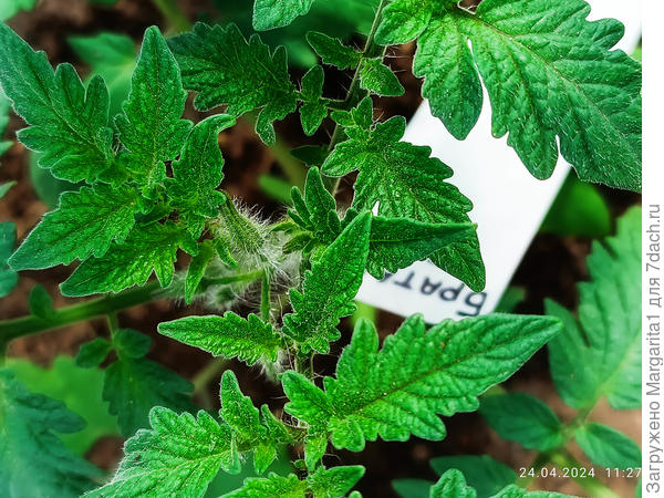 первый бутон