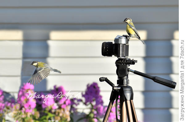 Птичка, которая вылетела из объектива
