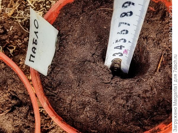 глубина посева