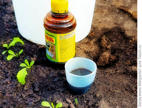 Здравень для рассады