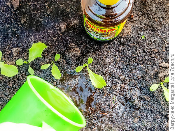 подкормка корневая