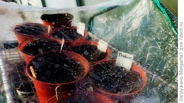 тепличка в теплице