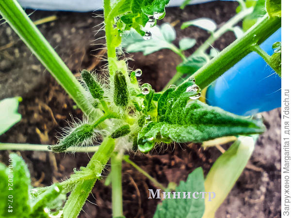 Бутонизация