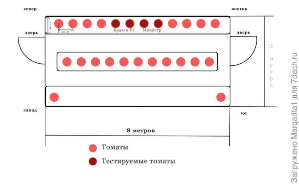 схема размещения тестируемых томатов в теплице