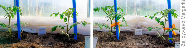 до и после подкормки