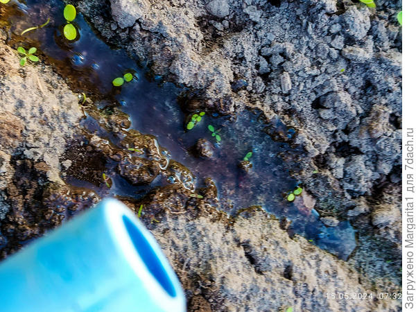 Первая подкормка