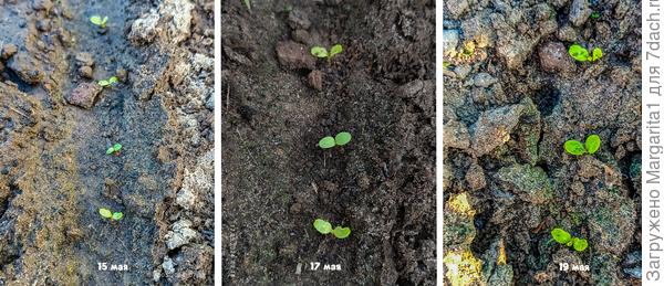 Результат подкормки