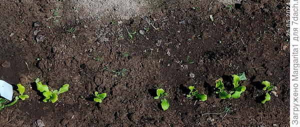 первое прореживание