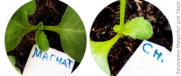 первые листочки